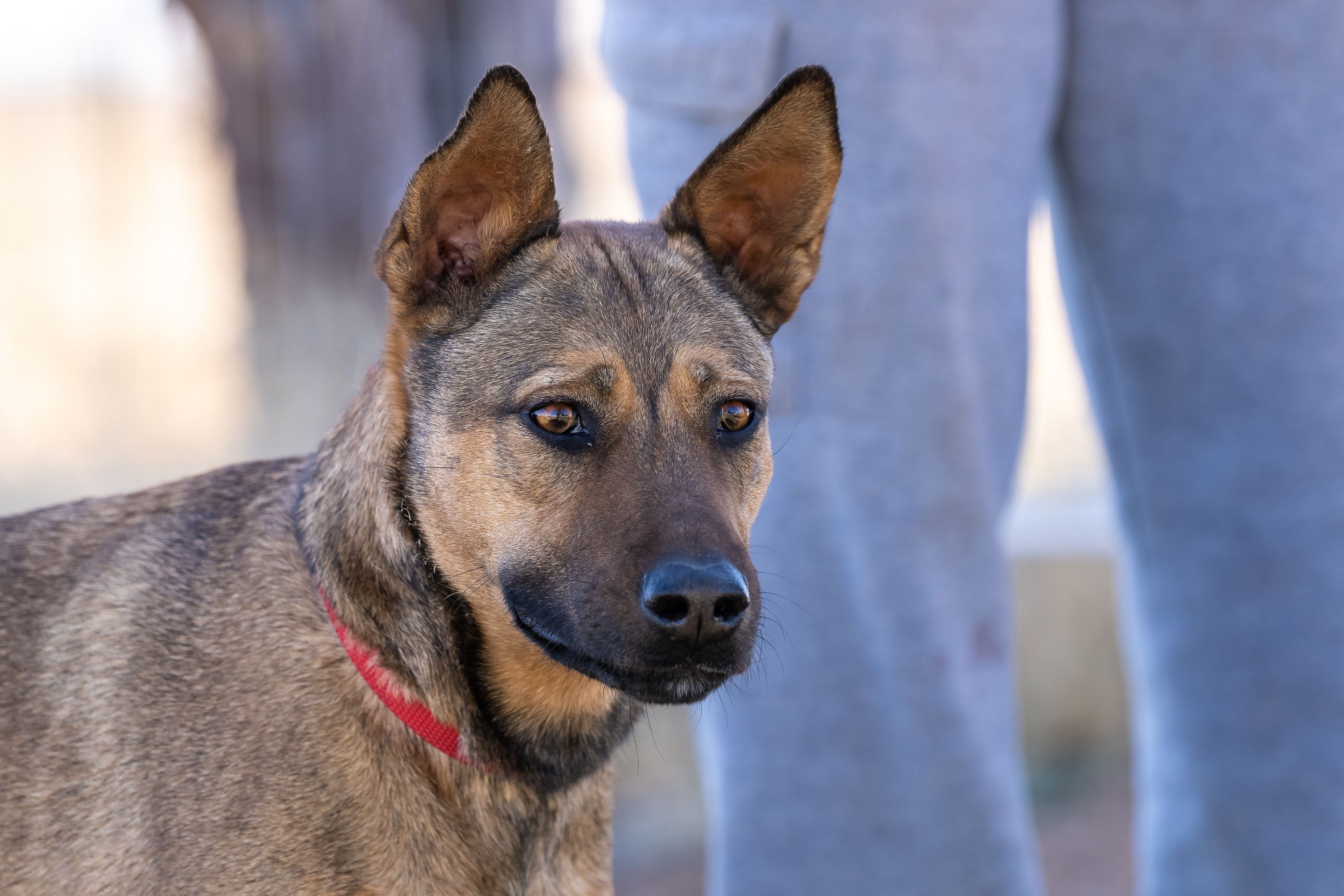 Precious, an adoptable Shepherd in Scottsdale, AZ, 85262 | Photo Image 3