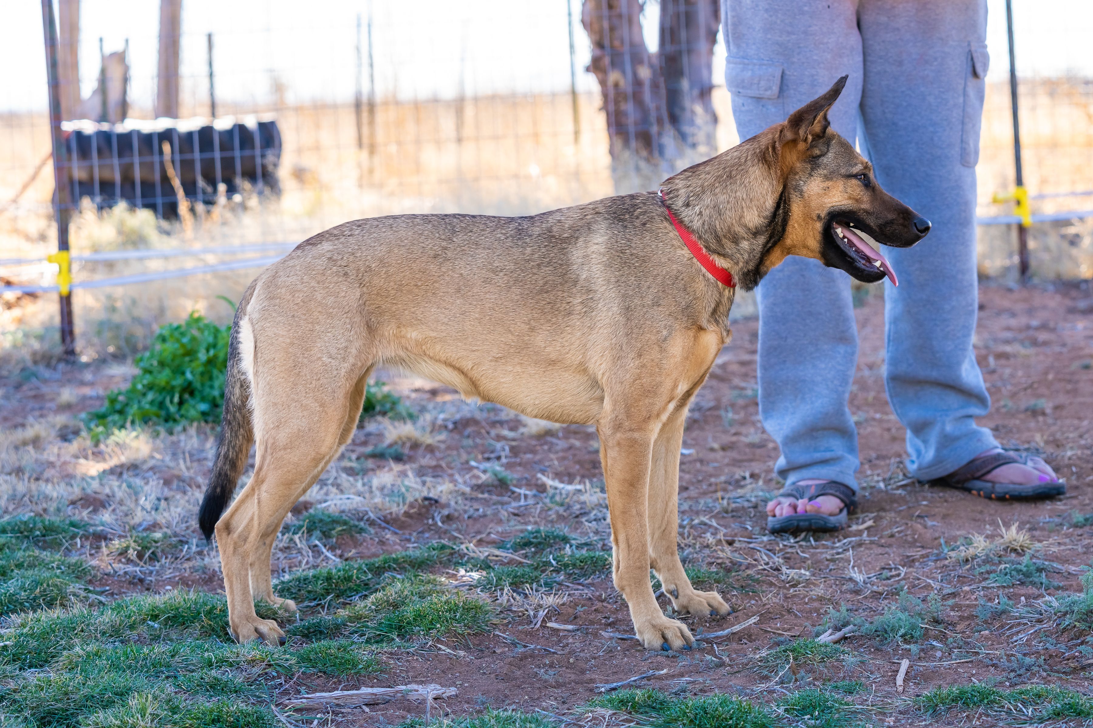 Precious, an adoptable Shepherd in Scottsdale, AZ, 85262 | Photo Image 4