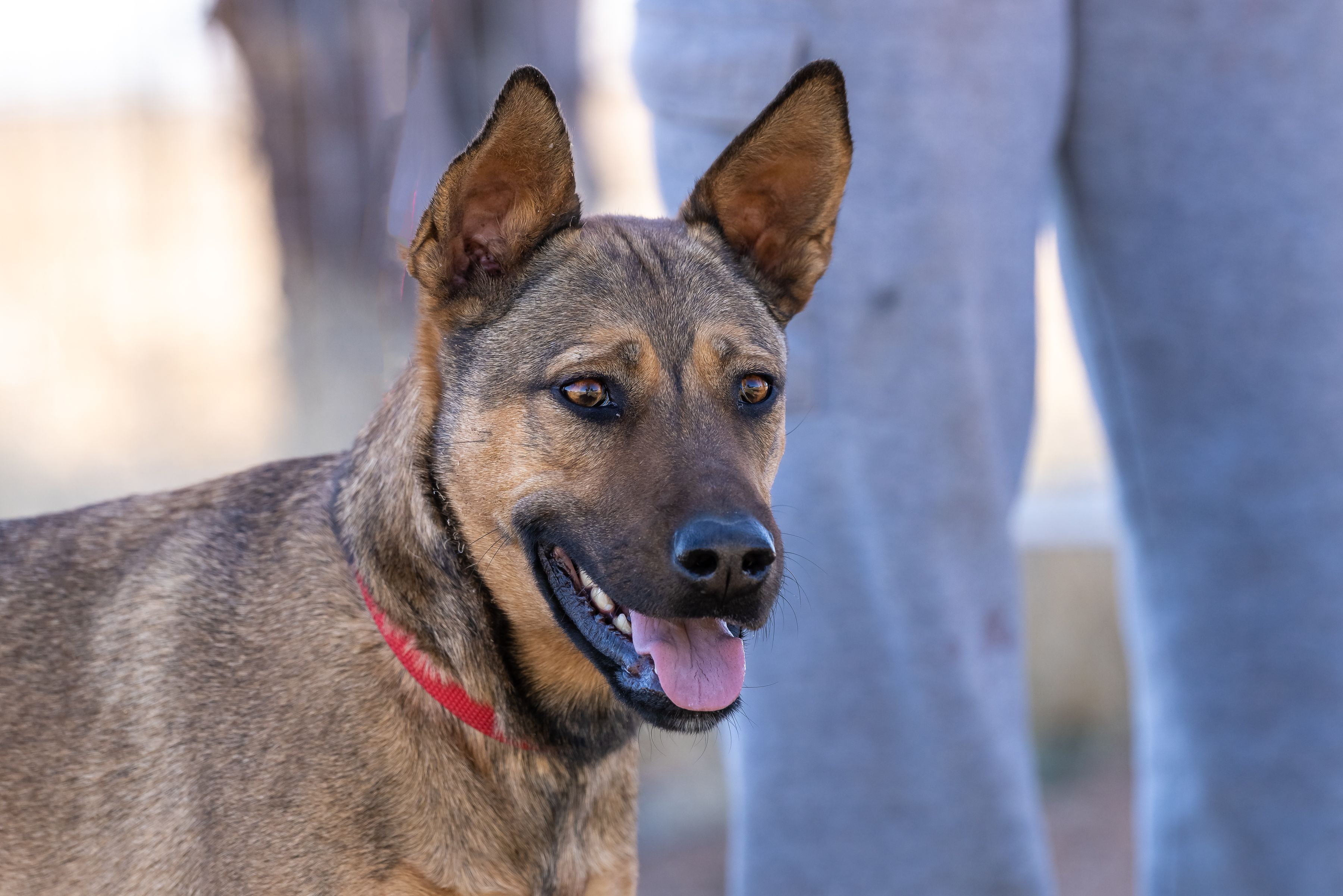 Precious, an adoptable Shepherd in Scottsdale, AZ, 85262 | Photo Image 4