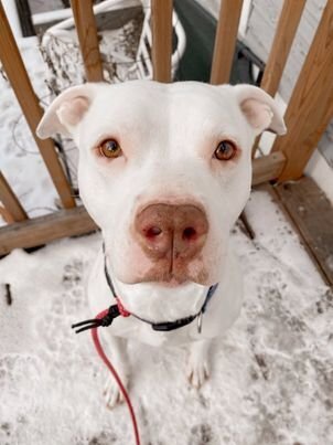 Ryder, an adoptable Pit Bull Terrier, Staffordshire Bull Terrier in Minneapolis, MN, 55430 | Photo Image 3