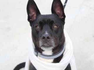 Star, an adoptable Labrador Retriever, Pit Bull Terrier in Clyde, MI, 48049 | Photo Image 1