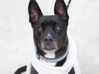 Star, an adoptable Pit Bull Terrier, Labrador Retriever in Clyde, MI, 48049 | Photo Image 1