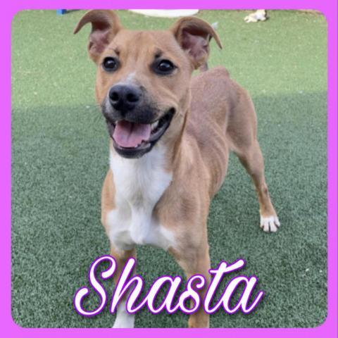 Shasta