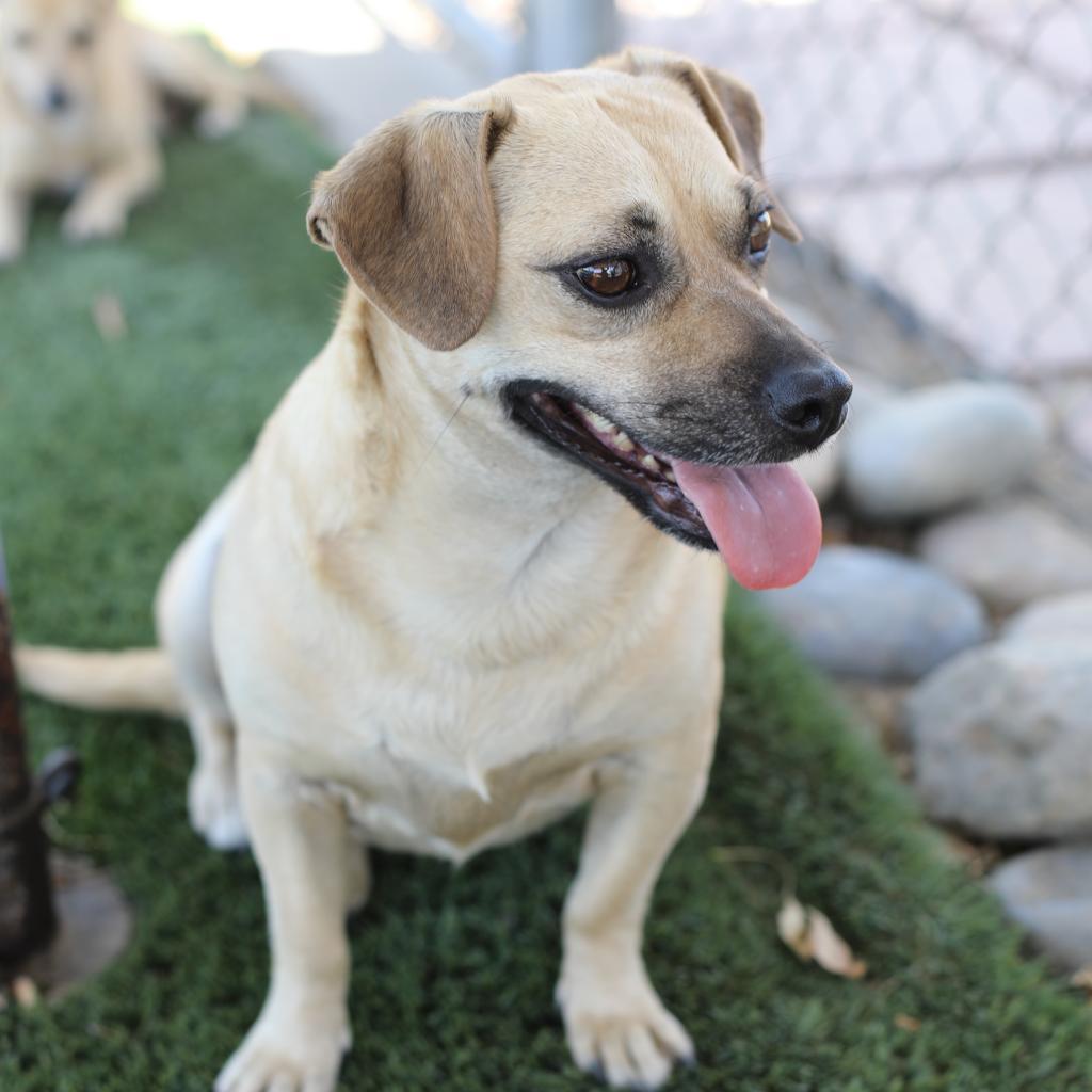 Daisy, an adoptable Terrier, Chihuahua in Fresno, CA, 93725 | Photo Image 1