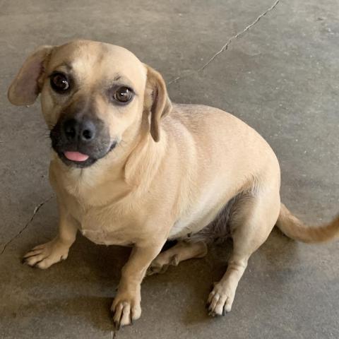 Daisy, an adoptable Terrier, Chihuahua in Fresno, CA, 93725 | Photo Image 2