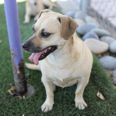 Daisy, an adoptable Terrier, Chihuahua in Fresno, CA, 93725 | Photo Image 3