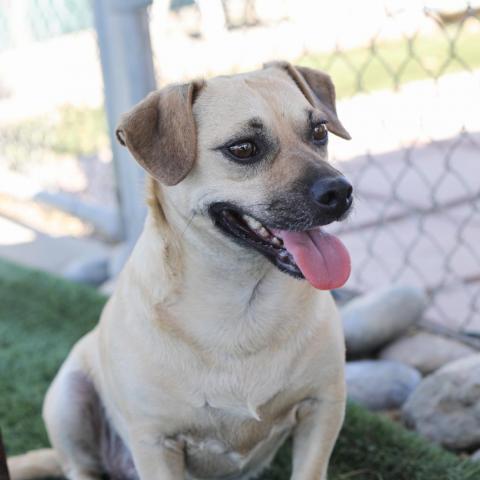 Daisy, an adoptable Terrier, Chihuahua in Fresno, CA, 93725 | Photo Image 4