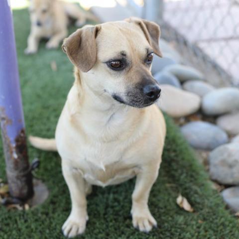 Daisy, an adoptable Terrier, Chihuahua in Fresno, CA, 93725 | Photo Image 5