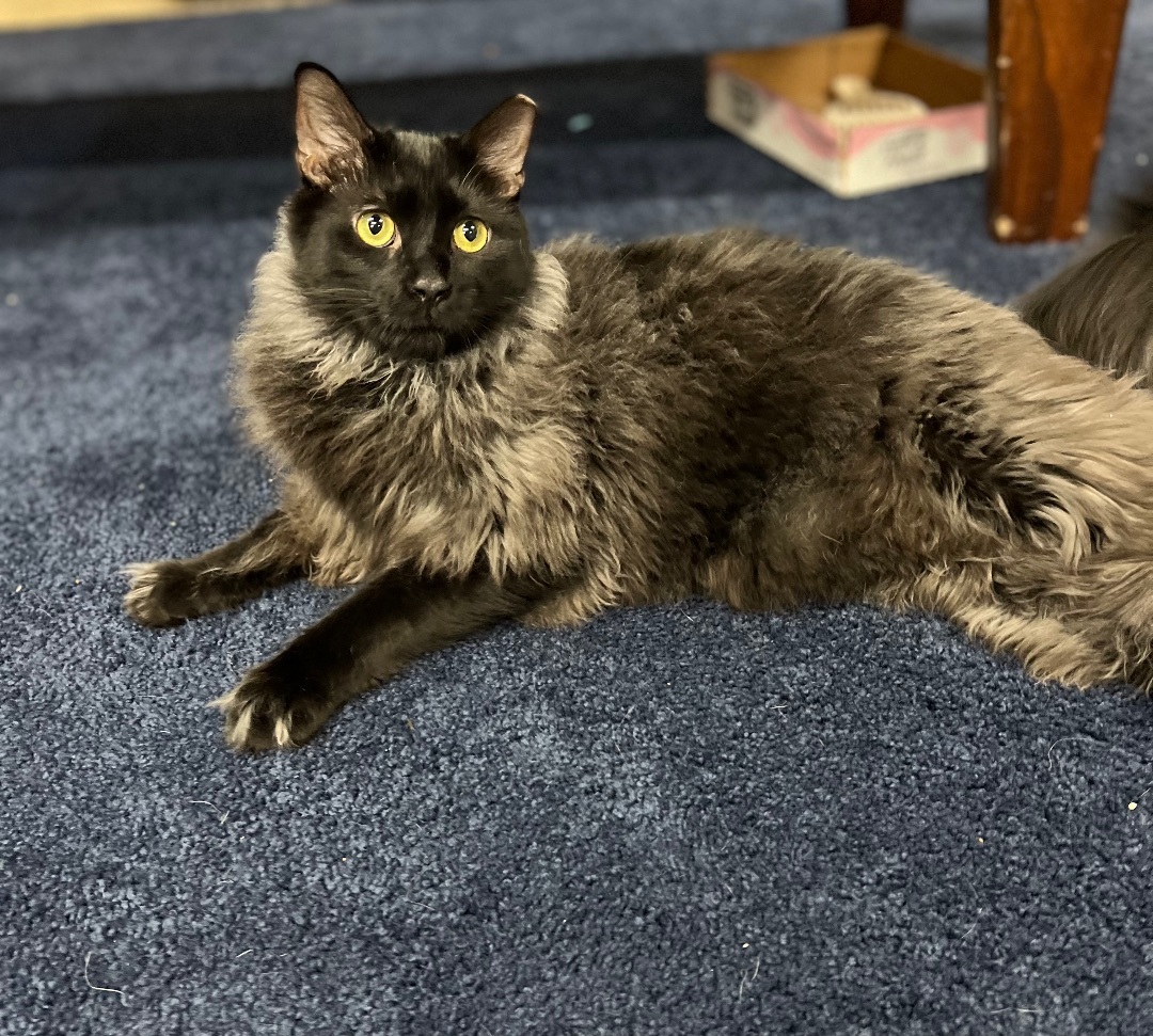 Cat for adoption - Truffle , a Norwegian Forest Cat & Maine Coon Mix in ...