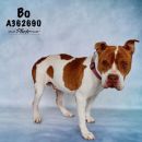 BO's profile on Petfinder.com
