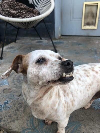 Lulu, an adoptable Dachshund & Chihuahua Mix in Phoenix, AZ_image-1