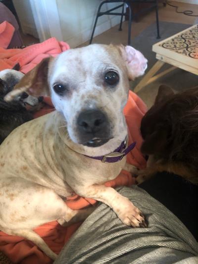 Lulu, an adoptable Dachshund & Chihuahua Mix in Phoenix, AZ_image-3