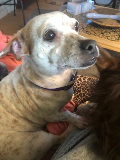 Lulu, an adoptable Dachshund & Chihuahua Mix in Phoenix, AZ_image-4