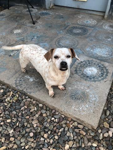 Lulu, an adoptable Dachshund & Chihuahua Mix in Phoenix, AZ_image-6