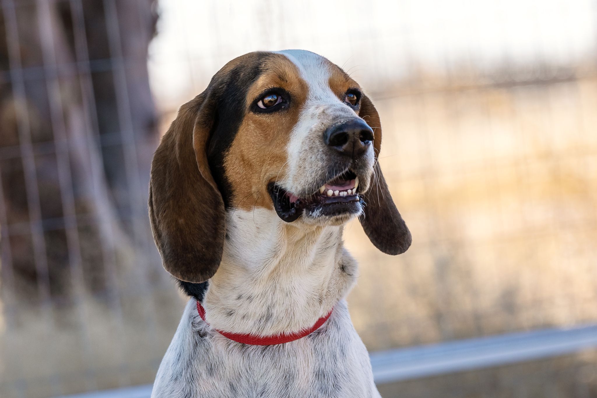 Maggie, an adoptable Coonhound in Pearce, AZ, 85625 | Photo Image 2