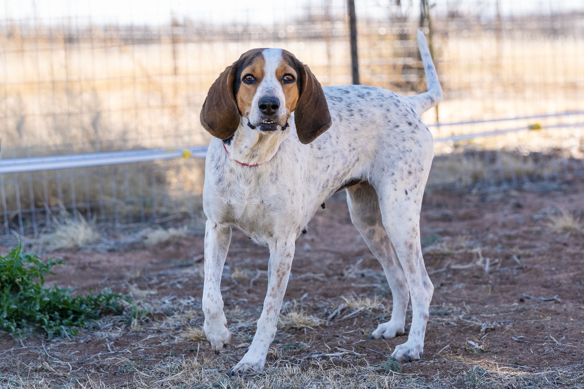 Maggie, an adoptable Coonhound in Pearce, AZ, 85625 | Photo Image 2