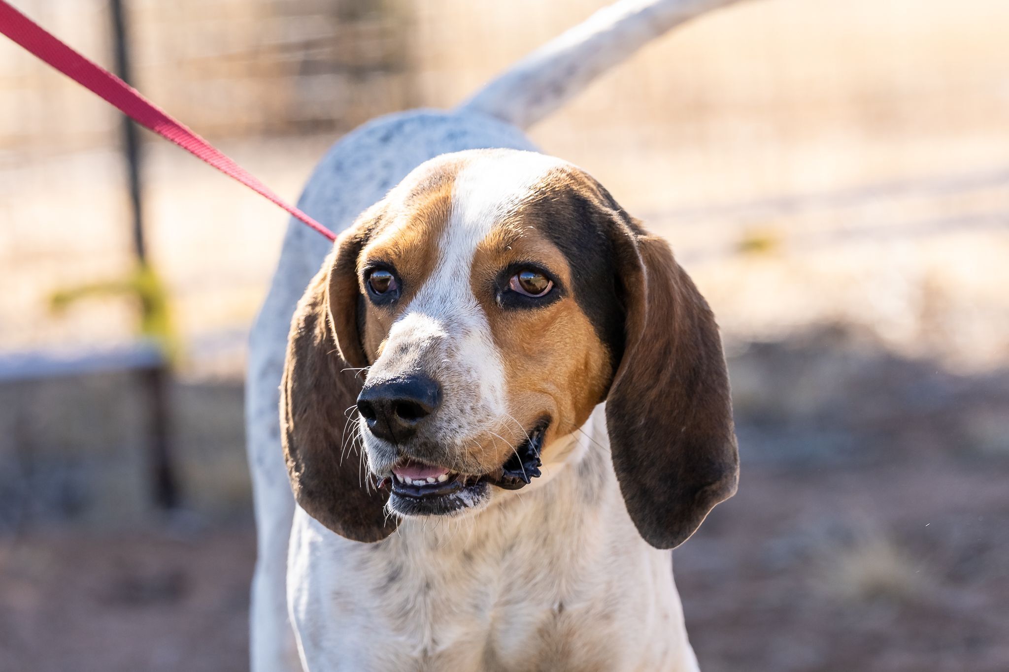 Maggie, an adoptable Coonhound in Pearce, AZ, 85625 | Photo Image 3
