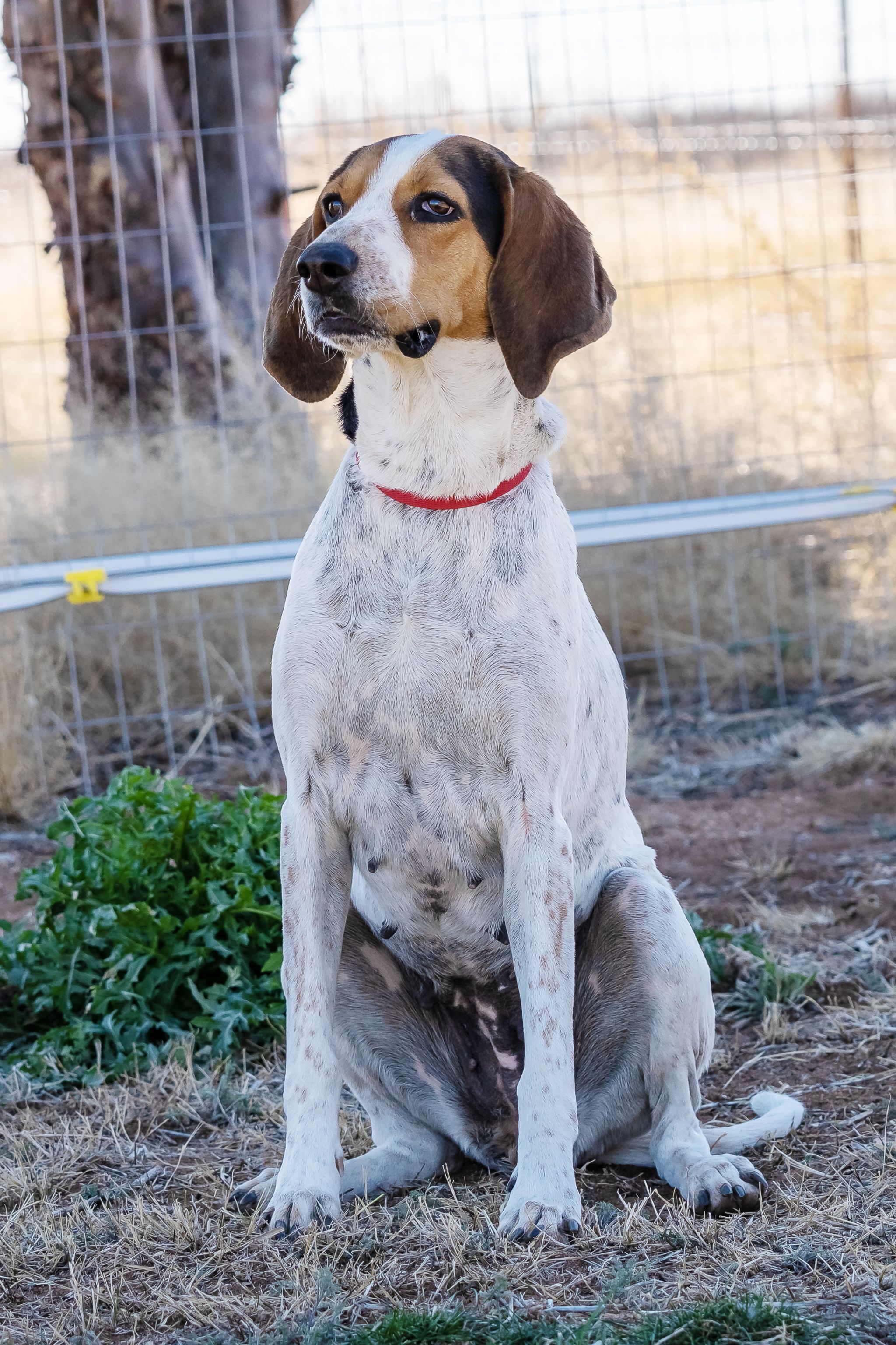 Maggie, an adoptable Coonhound in Pearce, AZ, 85625 | Photo Image 4