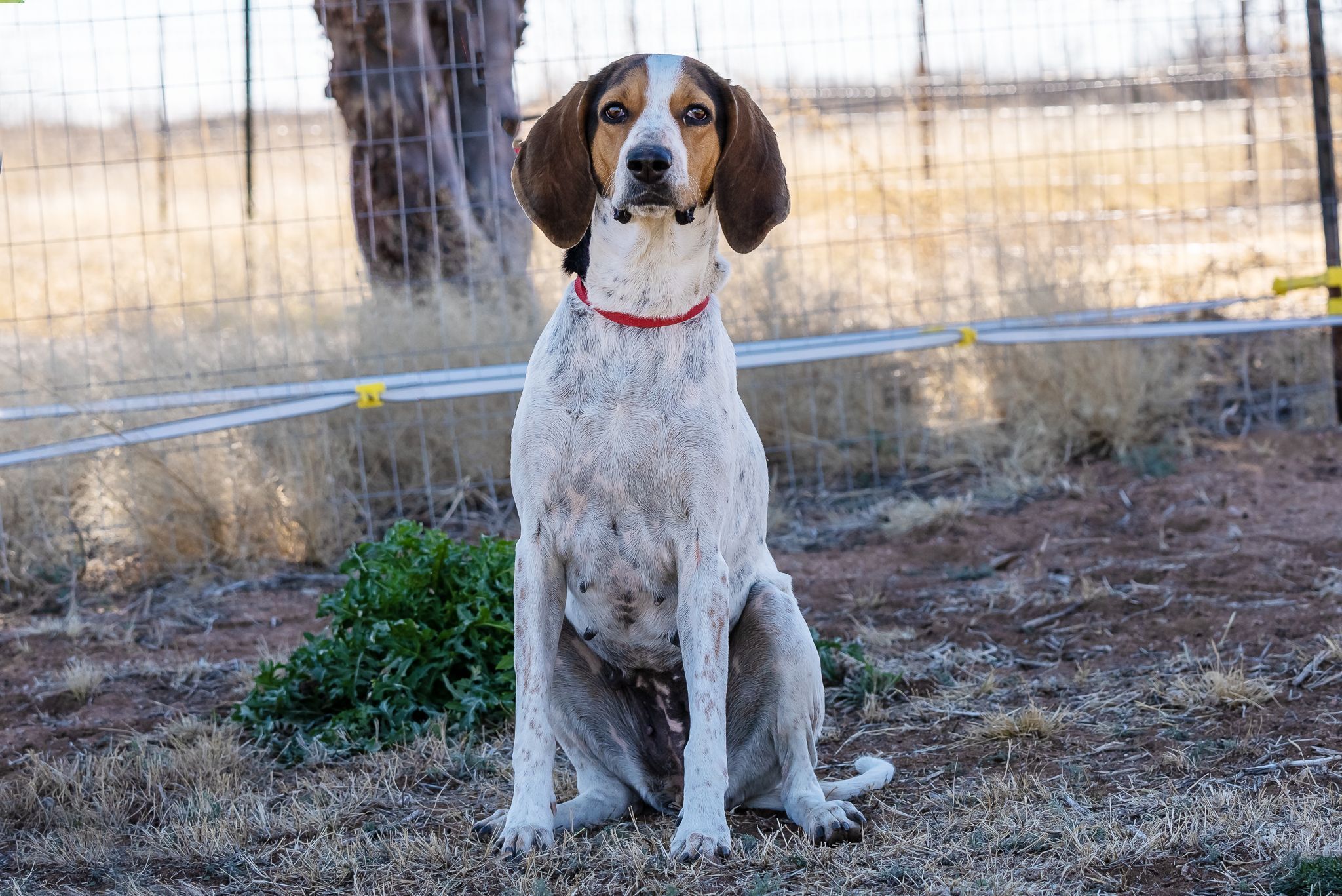 Maggie, an adoptable Coonhound in Pearce, AZ, 85625 | Photo Image 5