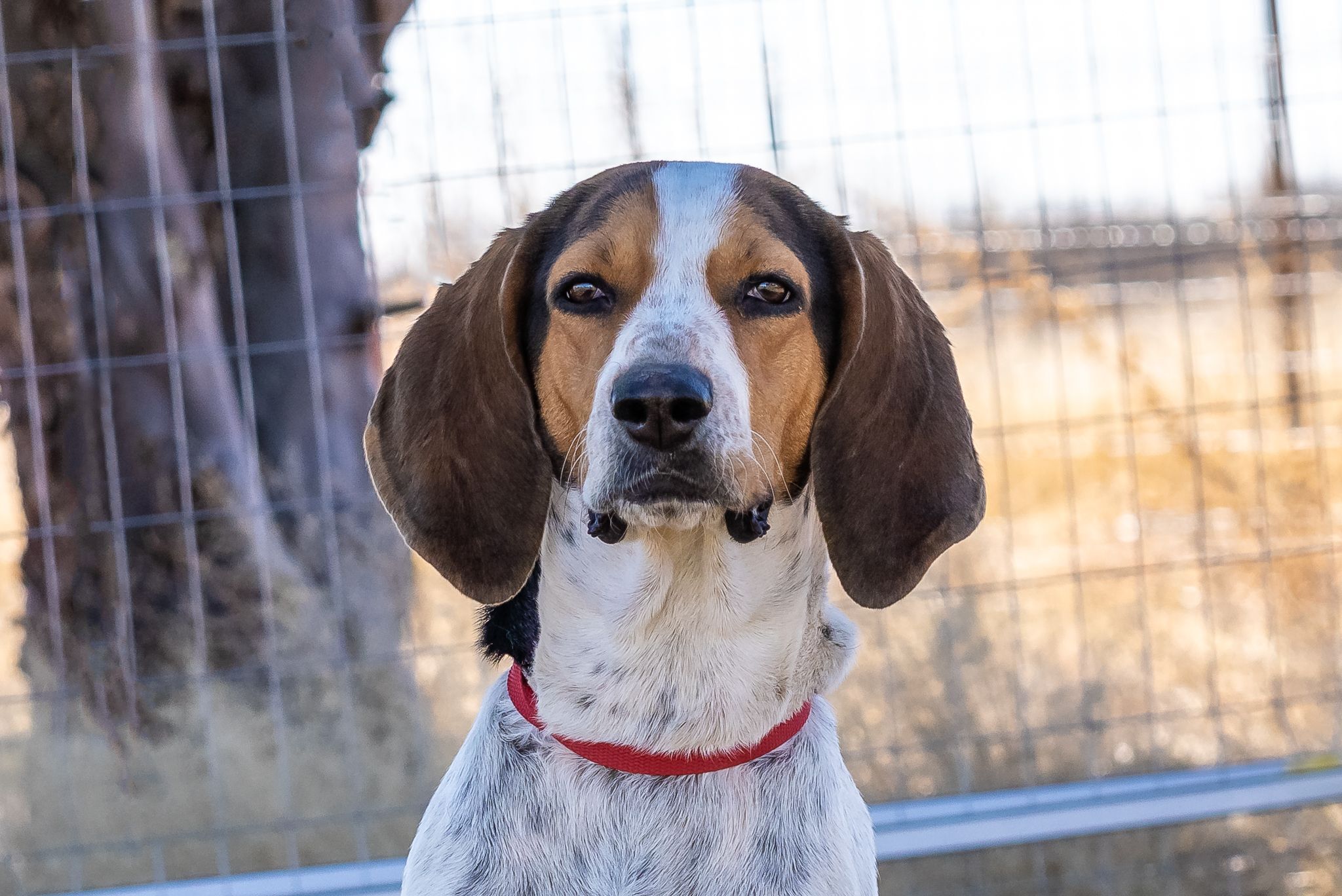 Maggie, an adoptable Coonhound in Pearce, AZ, 85625 | Photo Image 6