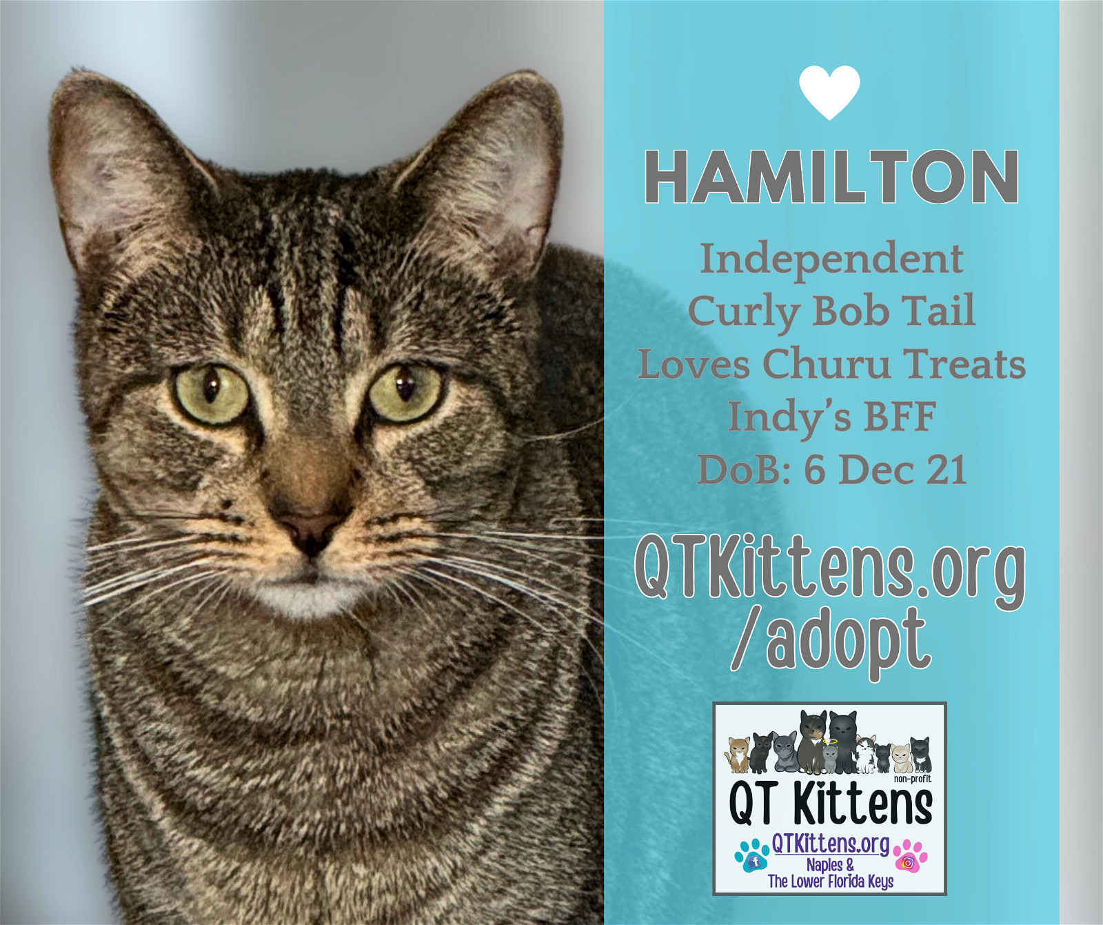 Hamilton, an adoptable Domestic Short Hair, American Bobtail in Naples, FL, 34114 | Photo Image 1