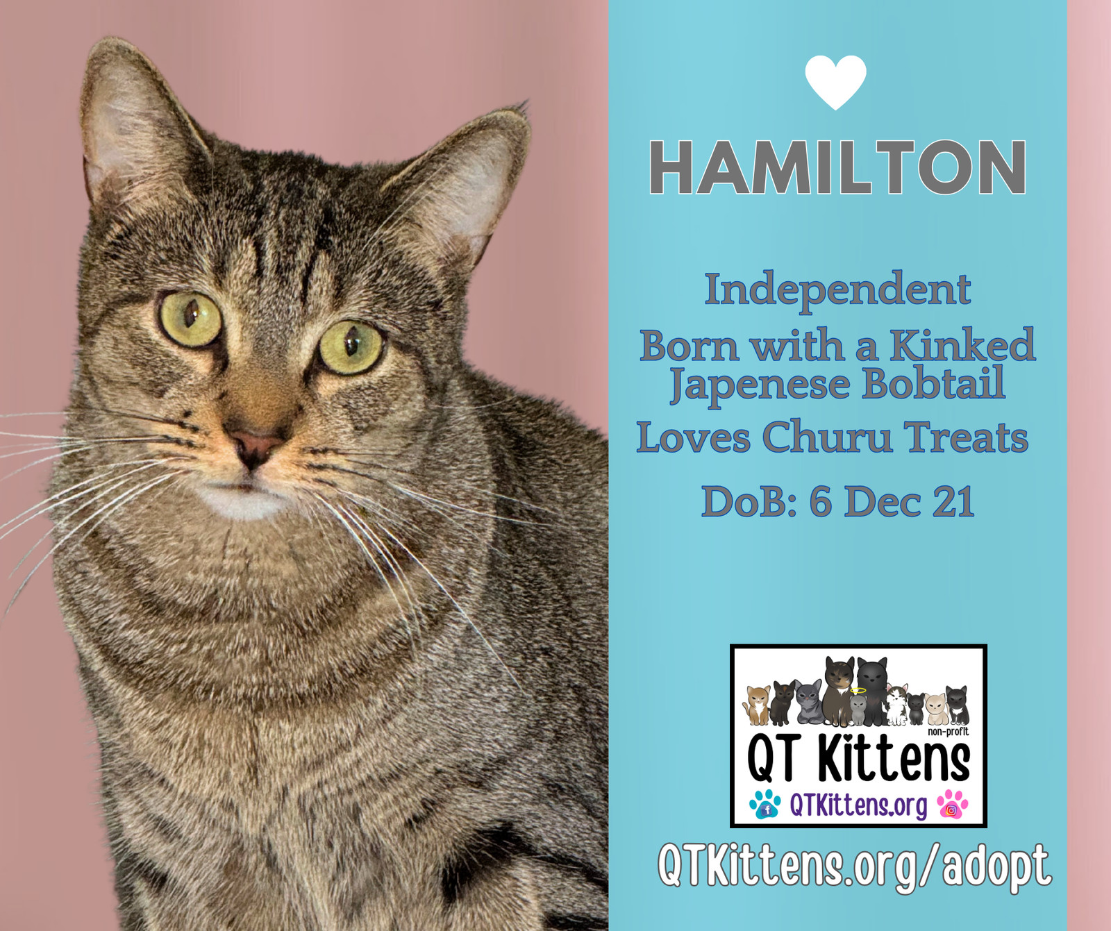 Hamilton, an adoptable Domestic Short Hair, American Bobtail in Naples, FL, 34114 | Photo Image 1