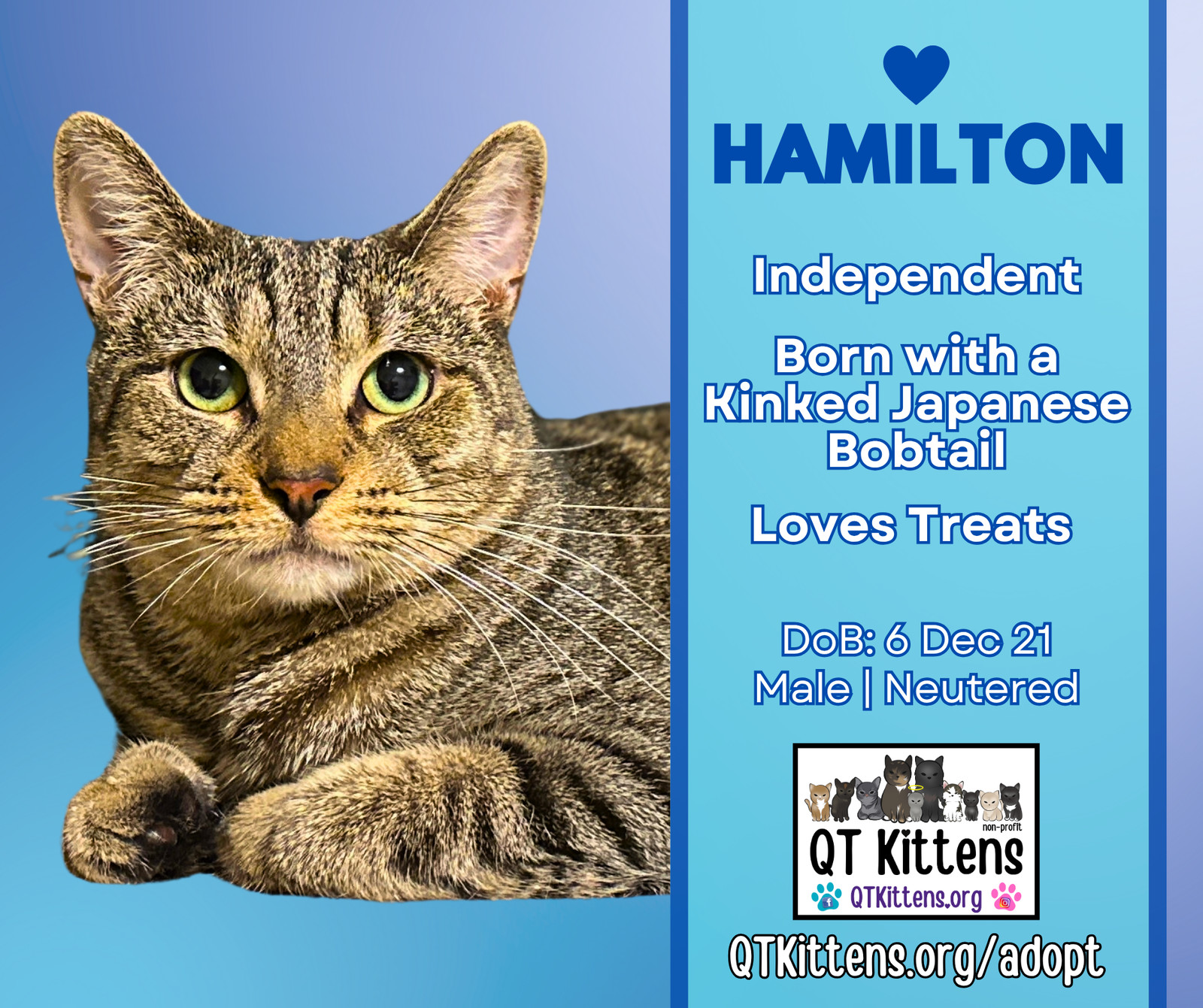Hamilton, an adoptable Domestic Short Hair, American Bobtail in Naples, FL, 34114 | Photo Image 1