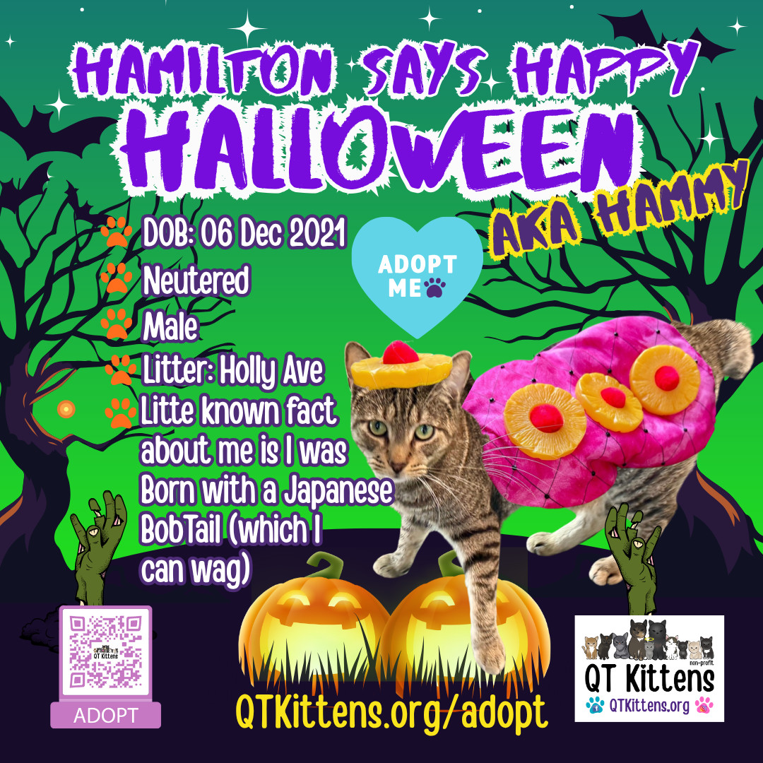 Hamilton, an adoptable Domestic Short Hair, American Bobtail in Naples, FL, 34114 | Photo Image 1