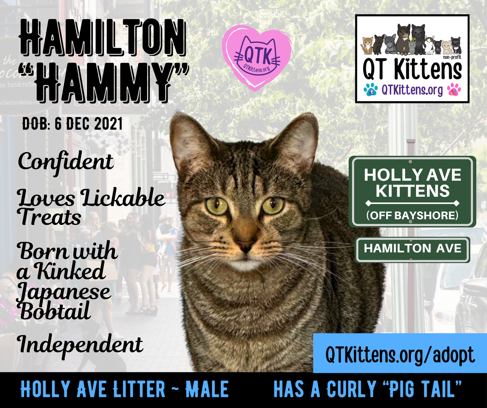 Hamilton, an adoptable Domestic Short Hair, American Bobtail in Naples, FL, 34114 | Photo Image 2