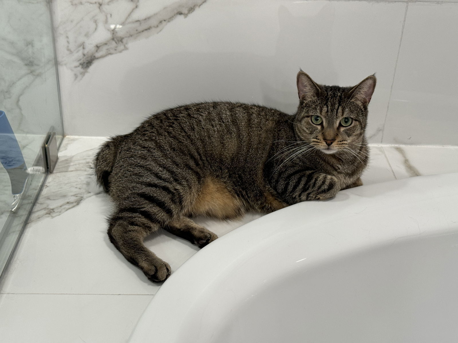 Hamilton, an adoptable Domestic Short Hair, American Bobtail in Naples, FL, 34114 | Photo Image 2