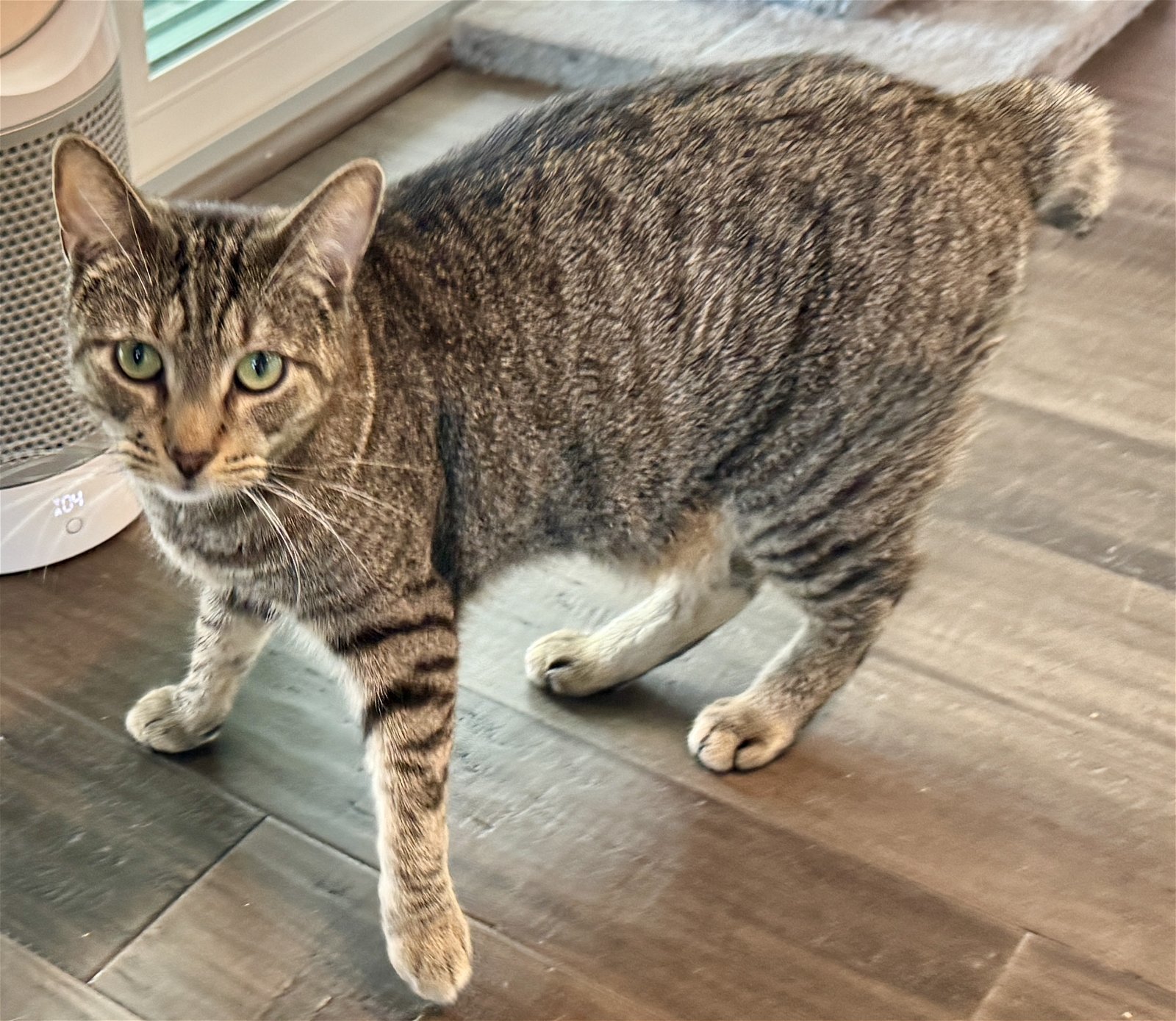 Hamilton, an adoptable Domestic Short Hair, American Bobtail in Naples, FL, 34114 | Photo Image 3