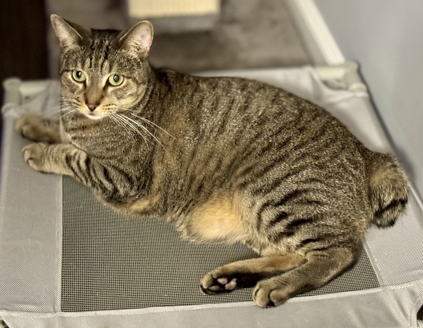 Hamilton, an adoptable Domestic Short Hair, American Bobtail in Naples, FL, 34114 | Photo Image 3