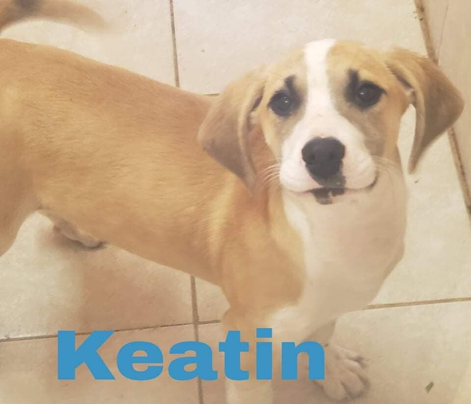 Keatin