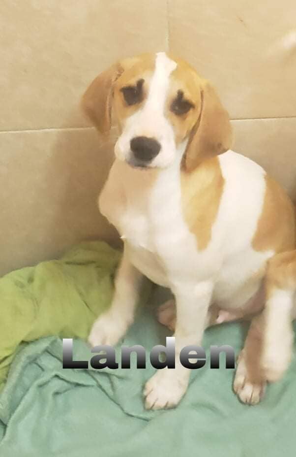 Landen