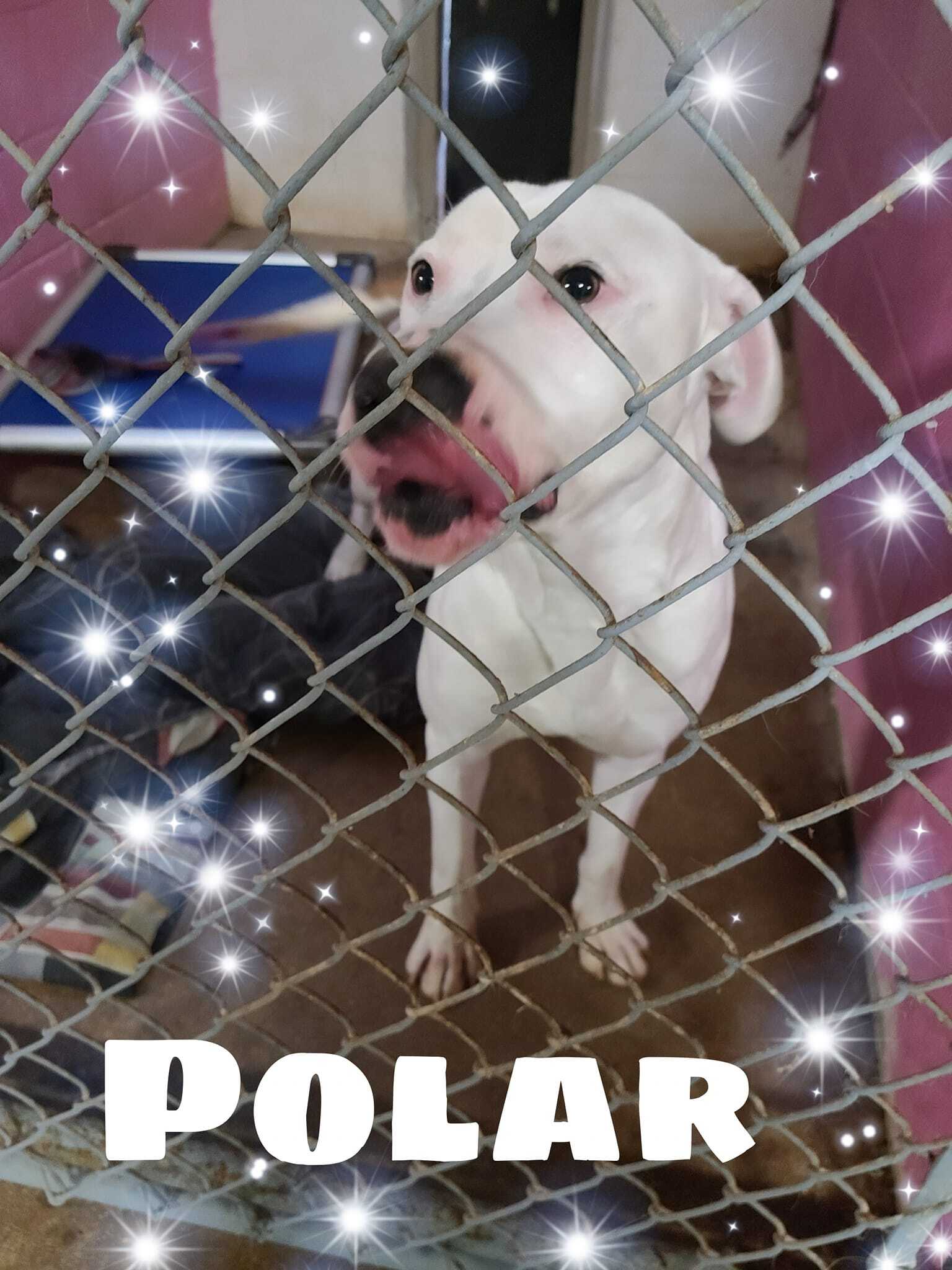 Polar