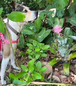 Precious, an adoptable Catahoula Leopard Dog, Shepherd in Sanford, FL, 32771 | Photo Image 1