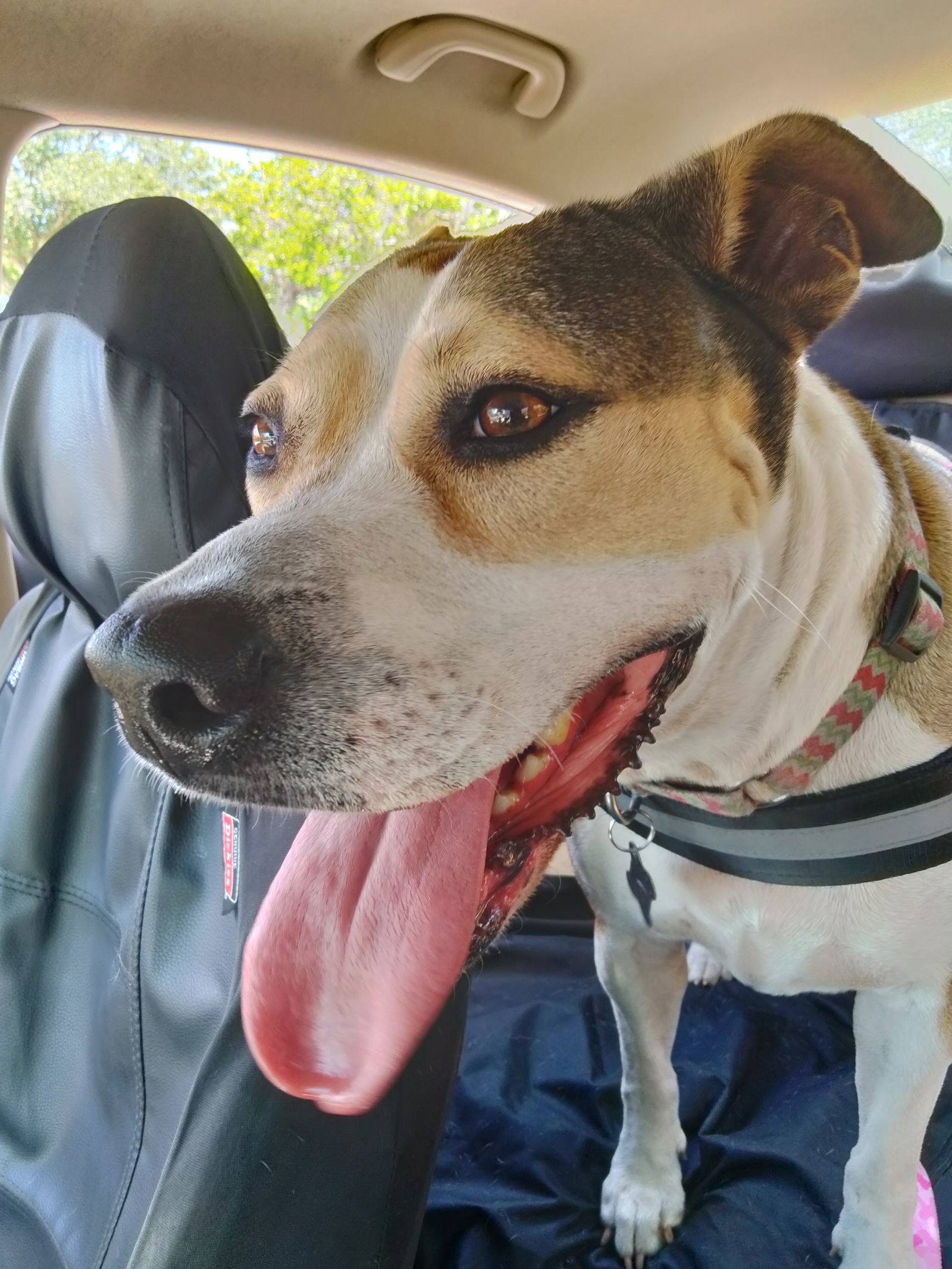 Precious, an adoptable Catahoula Leopard Dog, Shepherd in Sanford, FL, 32771 | Photo Image 2