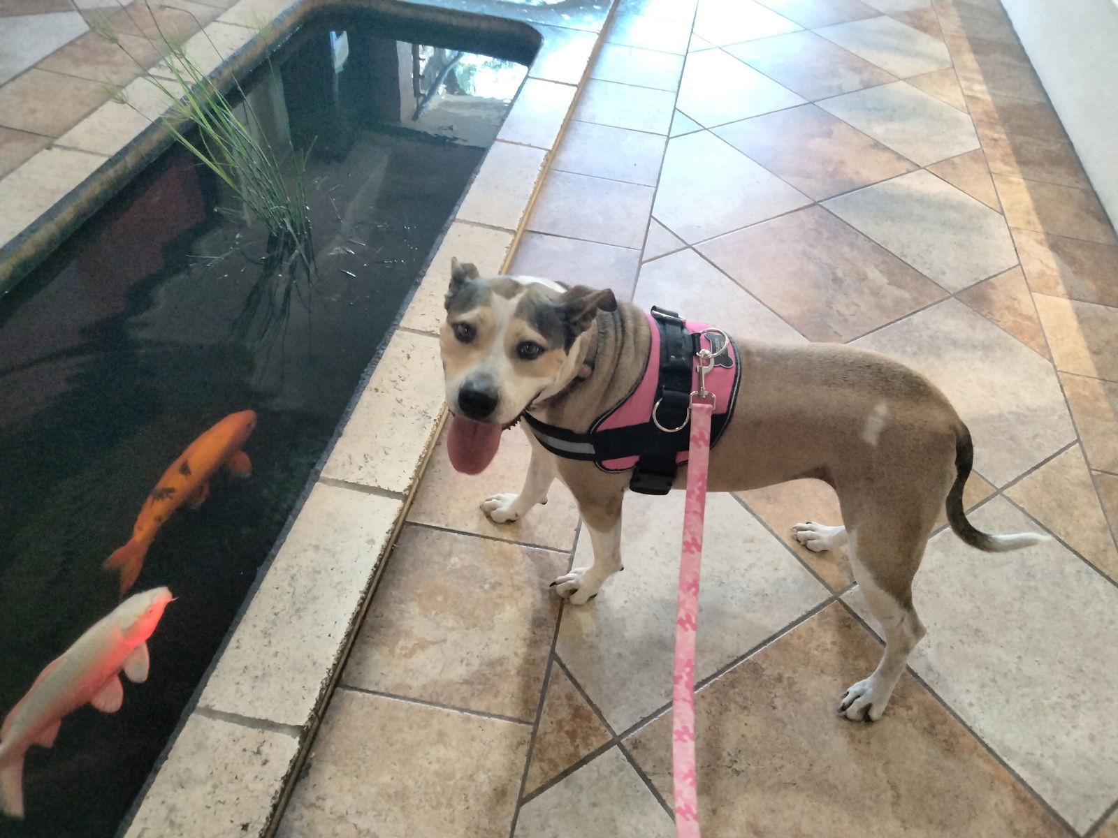 Precious, an adoptable Catahoula Leopard Dog, Shepherd in Sanford, FL, 32771 | Photo Image 3