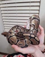 Tulip is an adult Female Ball Python that came into the rescue with a lot of stuck shed She is