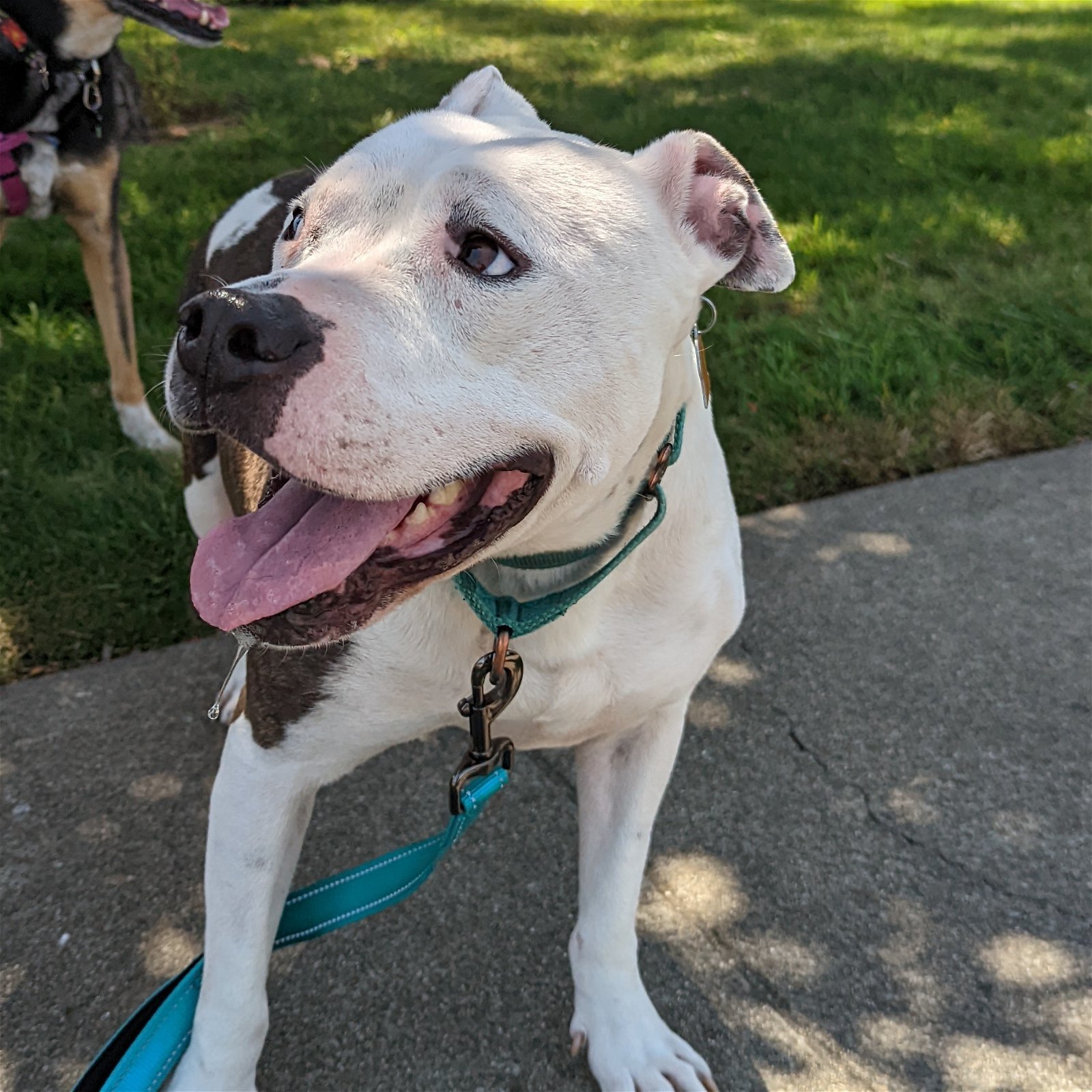 Delilah, an adoptable Pit Bull Terrier in Sunnyvale, CA, 94085 | Photo Image 1