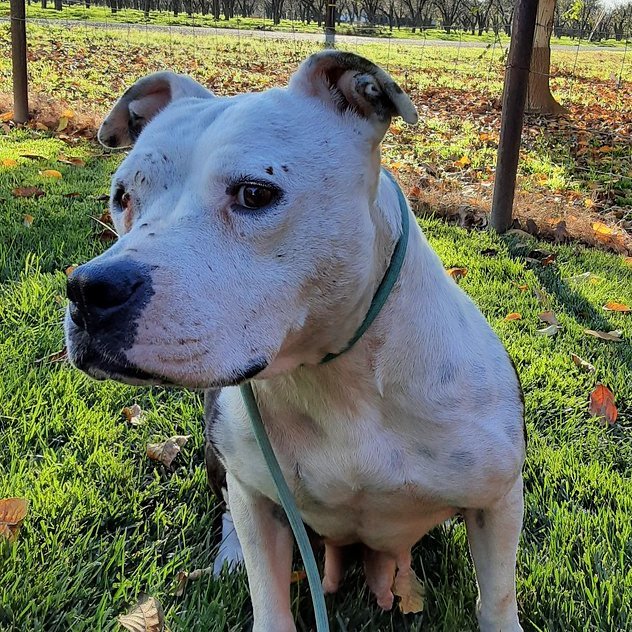 Delilah, an adoptable Pit Bull Terrier in Sunnyvale, CA, 94085 | Photo Image 2