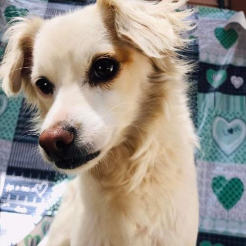 Donatella, an adoptable Poodle & Spaniel Mix in San Diego, CA_image-4