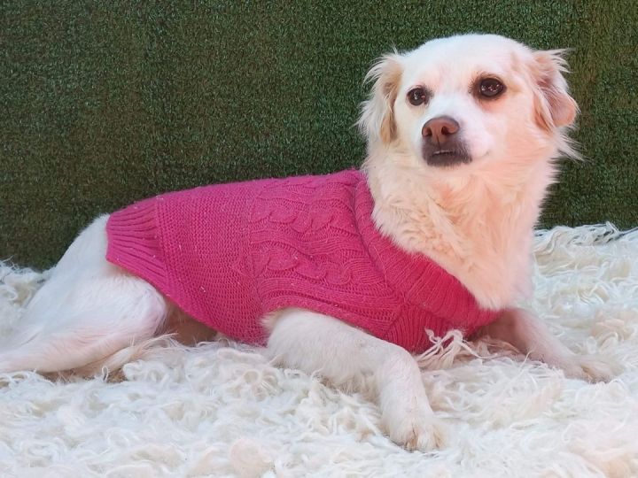 Donatella, an adoptable Poodle & Spaniel Mix in San Diego, CA_image-1