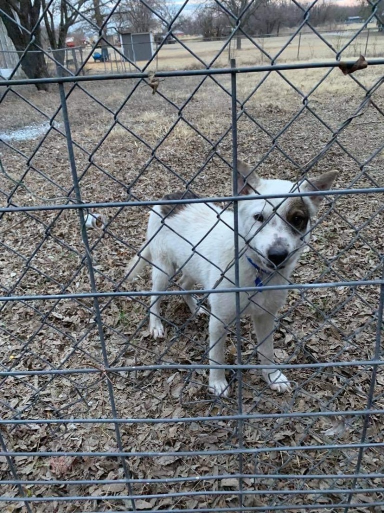 Charlie, an adoptable Australian Cattle Dog / Blue Heeler in Comanche, TX, 76442 | Photo Image 2