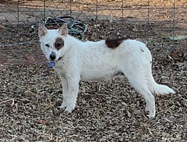 Charlie, an adoptable Australian Cattle Dog / Blue Heeler in Comanche, TX, 76442 | Photo Image 3