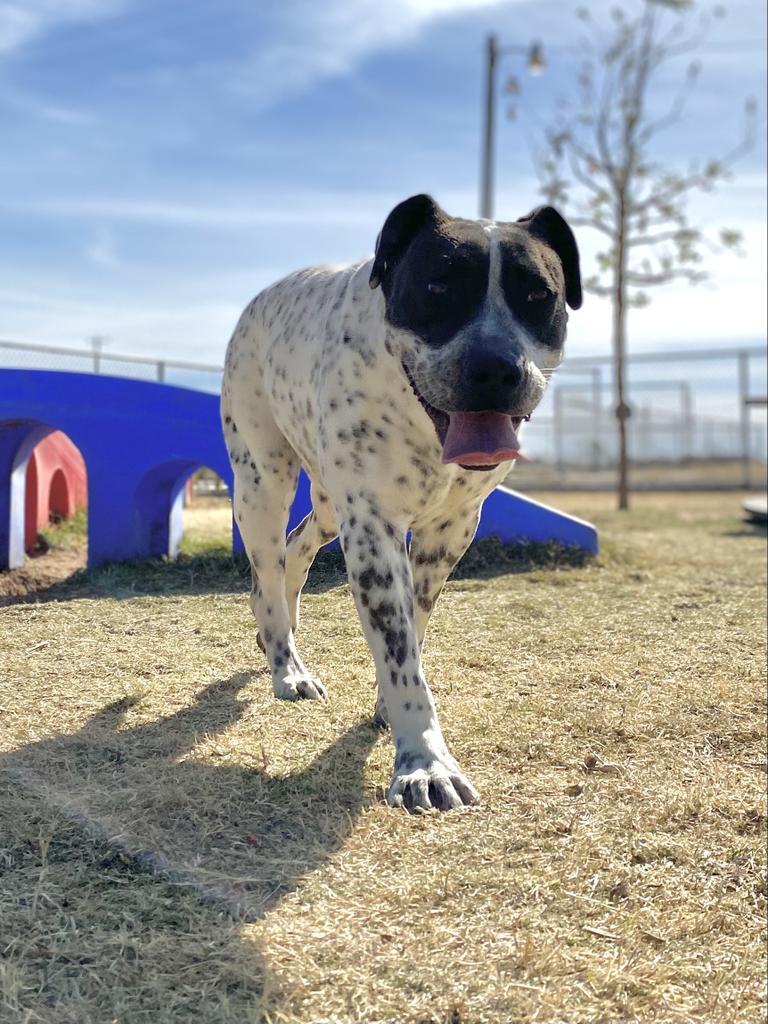 Sansa, an adoptable Pointer, Pit Bull Terrier in Big Spring, TX, 79720 | Photo Image 1