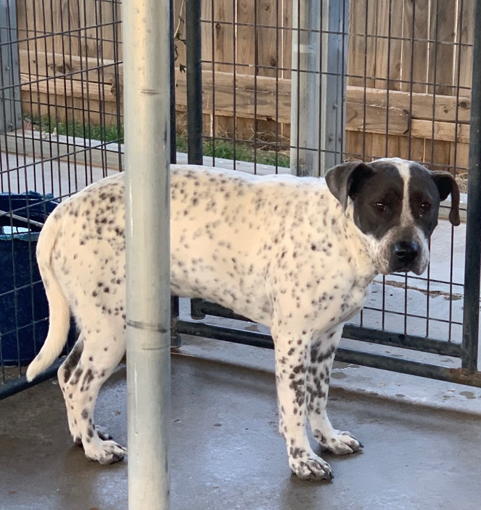 Sansa, an adoptable Pointer, Pit Bull Terrier in Big Spring, TX, 79720 | Photo Image 2