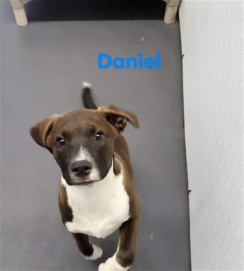 Daniel