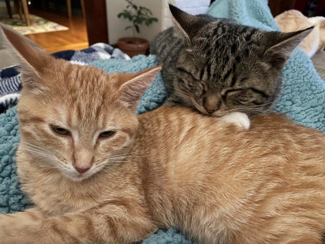 Ordie & Izzie - The - Dynamic Duo!, an adoptable Domestic Short Hair in Florence, KY, 41022 | Photo Image 1