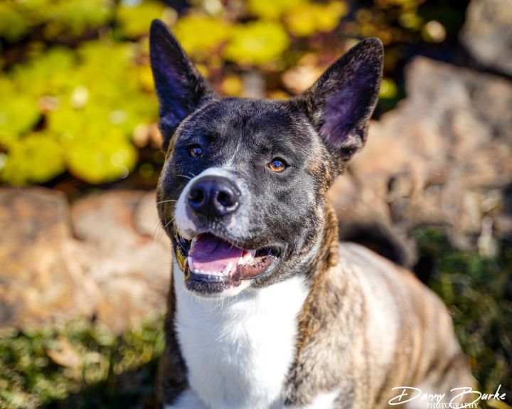 Brindle akita hot sale mix